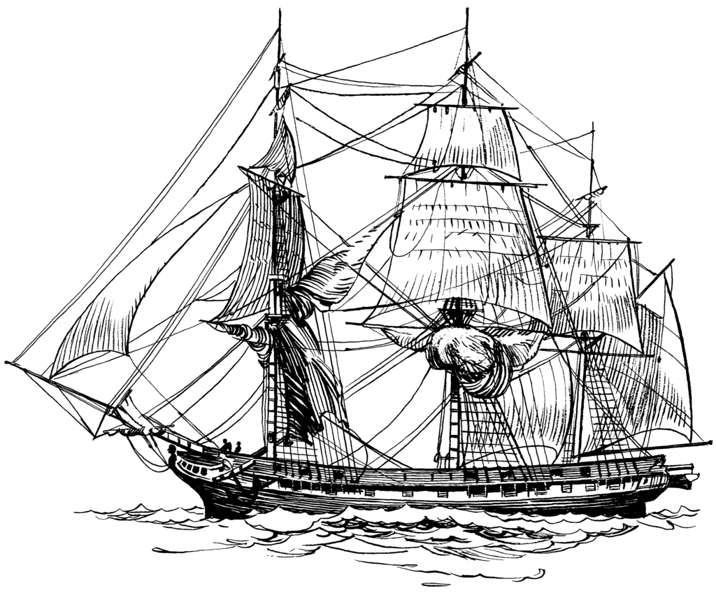 Морской лев