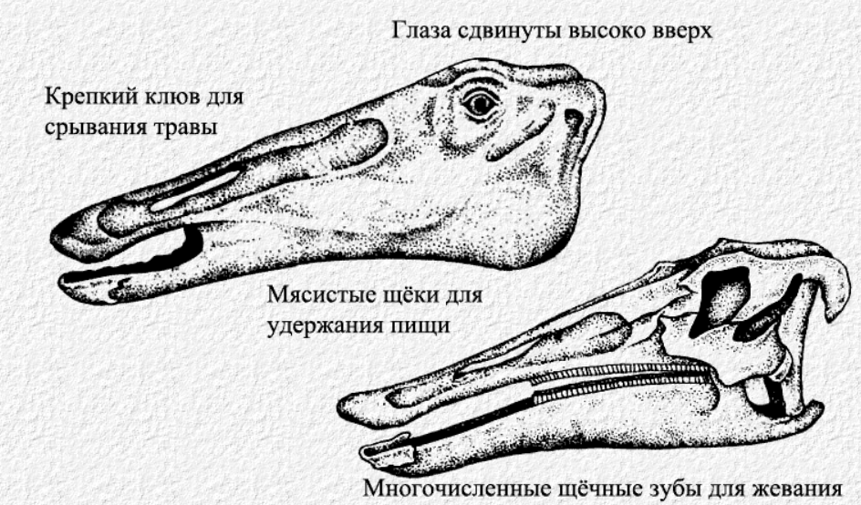 Травянистые Равнины